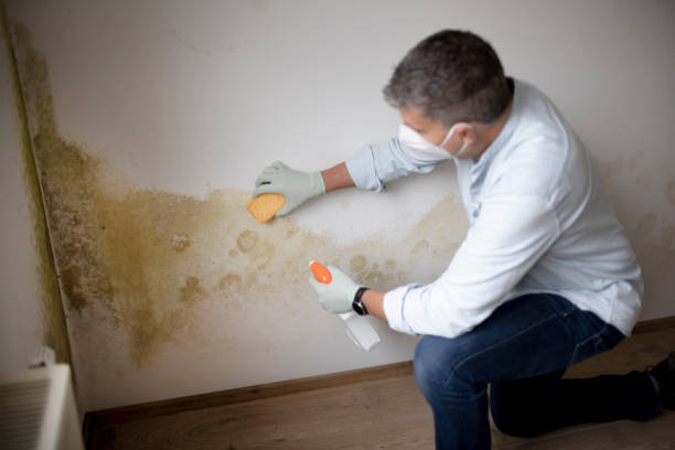 Best Mold Remediation for Healthcare Facilities  in Bridgeport, PA