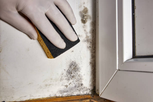 Best Mold Remediation for Rental Properties  in Bridgeport, PA